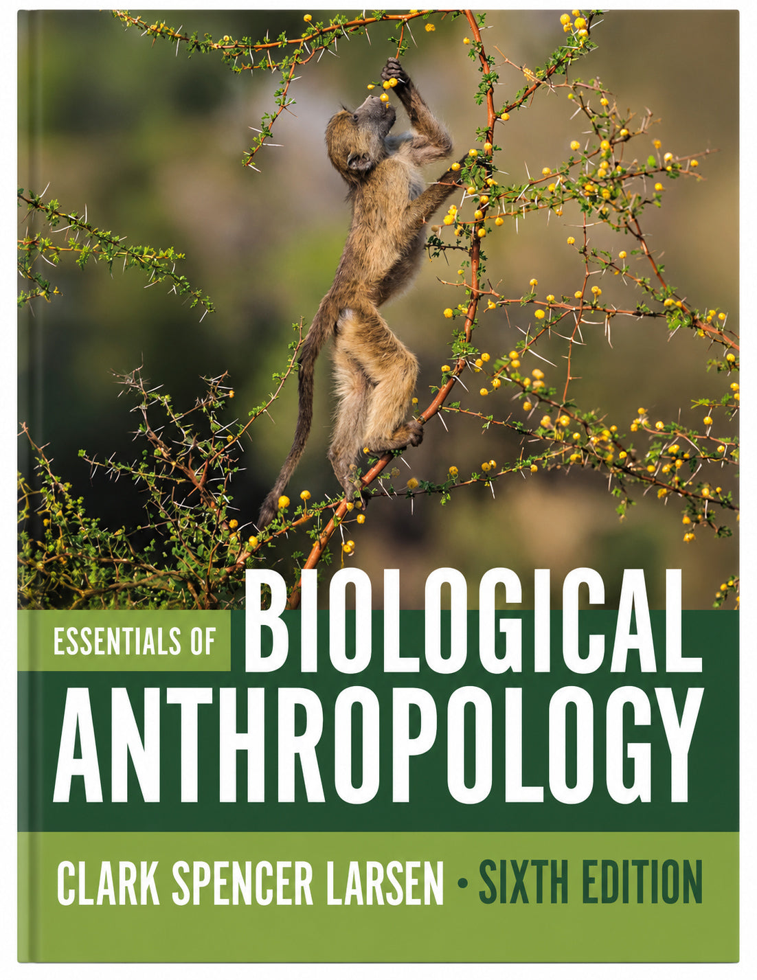 Essentials of Biological Anthropology 6th Edition by Clark Spencer Larsen textbook